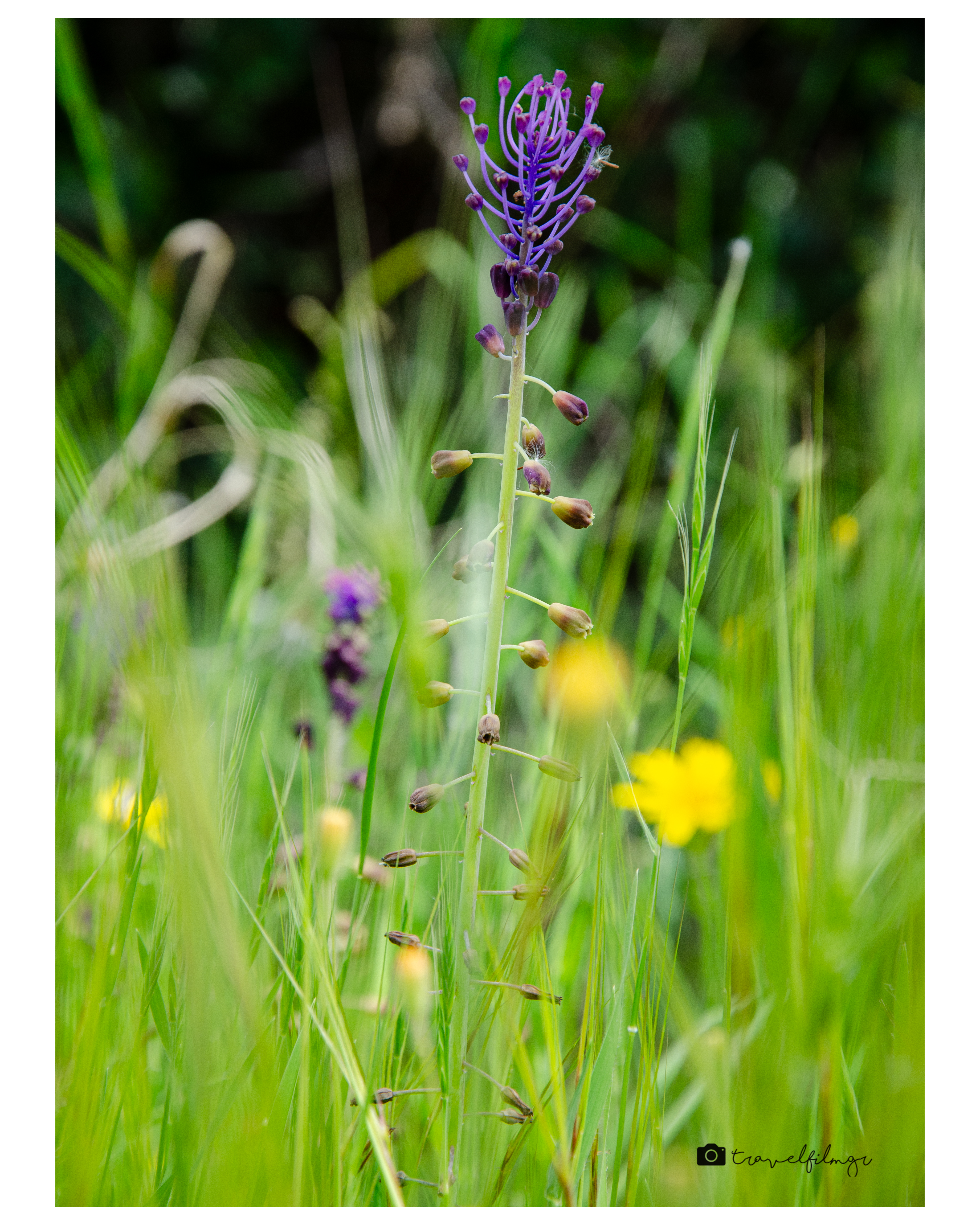 Wild Elegance Amid Spring Meadow